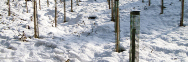 TUBEX-Treeguard-Anwendung-Schnee (2)