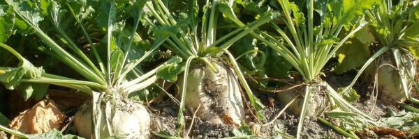 sugar-beet-837810_1280