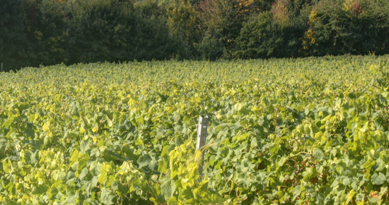 Tubex-Rebschutz-Erwerbsgartenbau