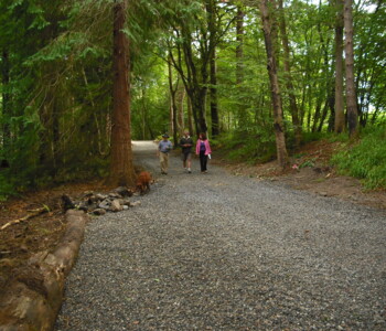 TERRAM-Geozellen-Anwendung-Wurzelschutz (1)