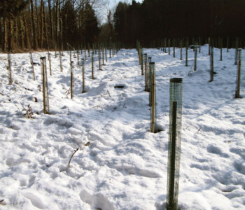 verbissschutz-forstpflanzen-baumschutzgitter-tubex-treeguard-winter_4188_1