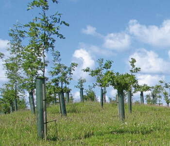 TUBEX-Treeguard-Anwendung-Landschaft