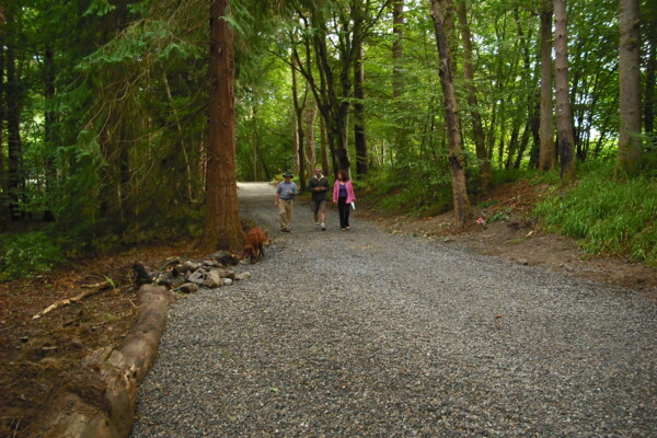 TERRAM-Geozellen-Anwendung-Wurzelschutz (1)